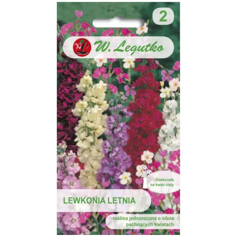 Lewkonia letnia – barwna mieszanka