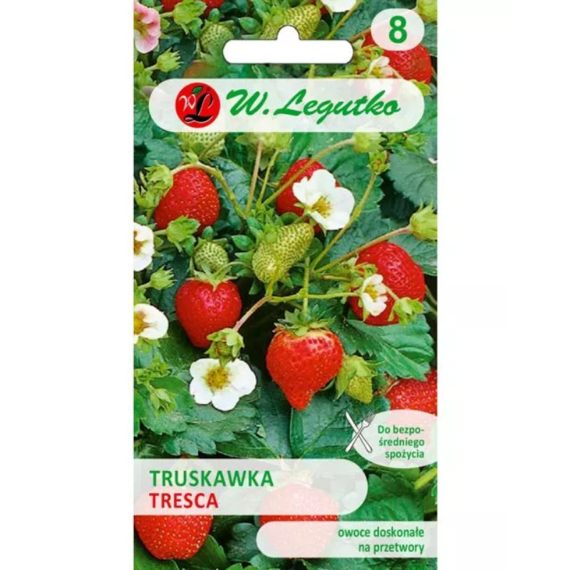 Truskawka Tresca - do gruntu