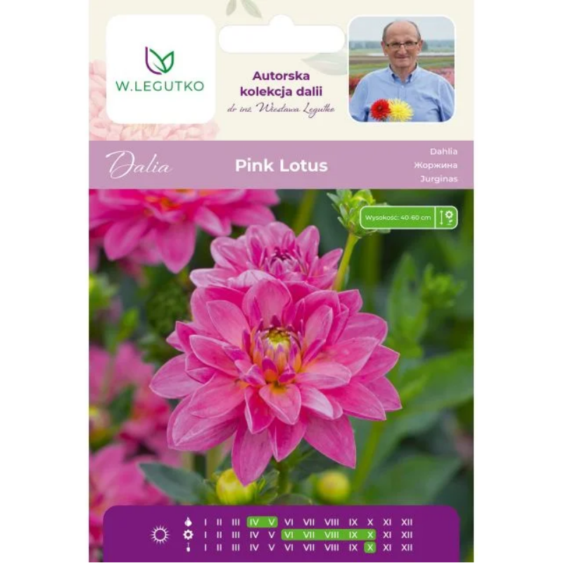 Dalia Pink Lotus różowa - cebulka, 1 szt.
