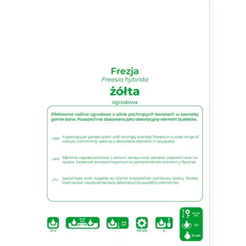 Frezja żółta 10szt.