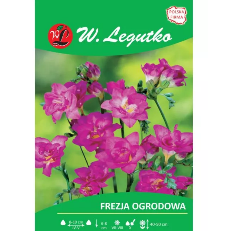 Frezja różowa 10szt.