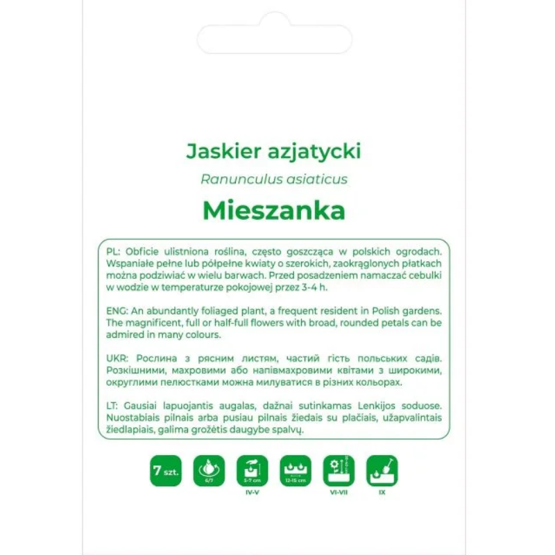Jaskier azjatycki mieszanka kolorów - bulwy, 7 szt.