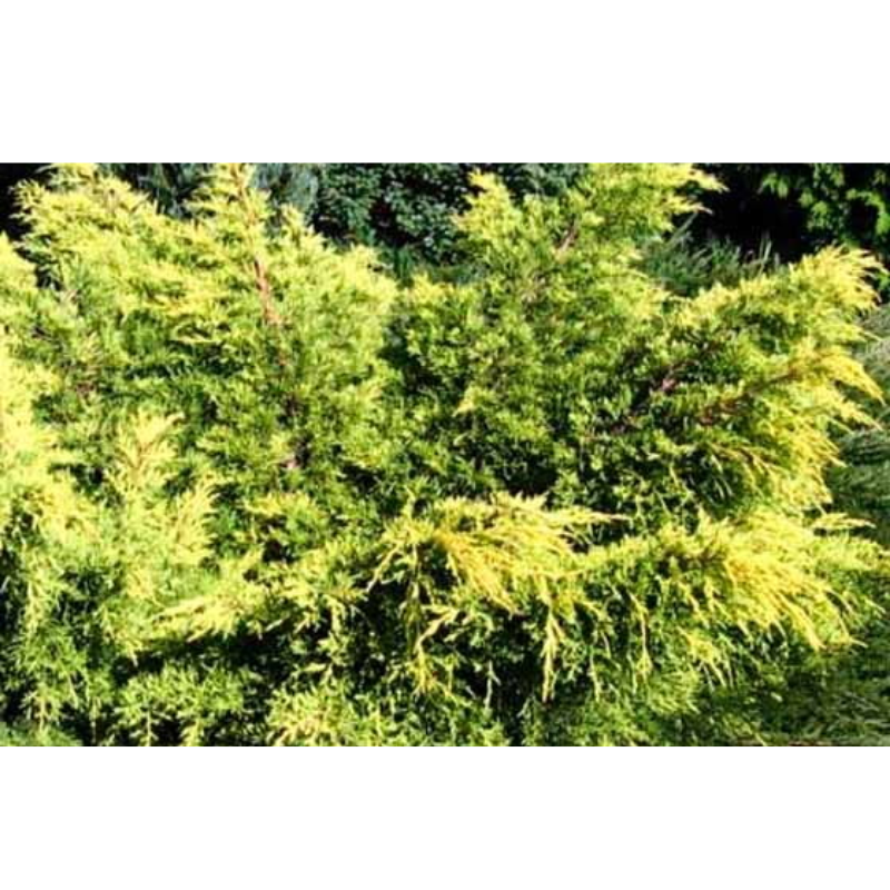 Jałowiec pośredni - Juniperus media 'King of Spring'