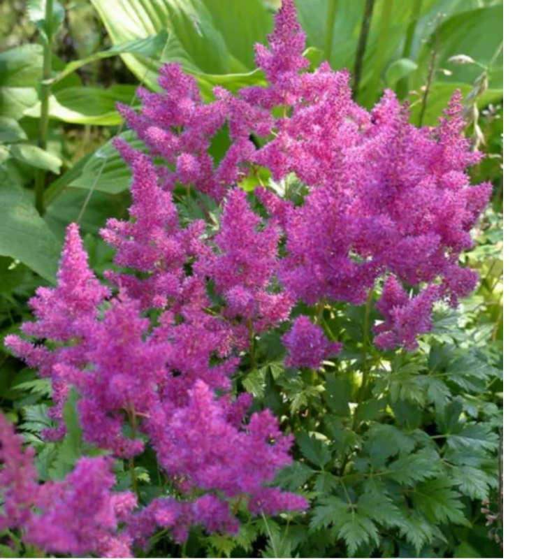 Tawułka - Astilbe 'Pumila'
