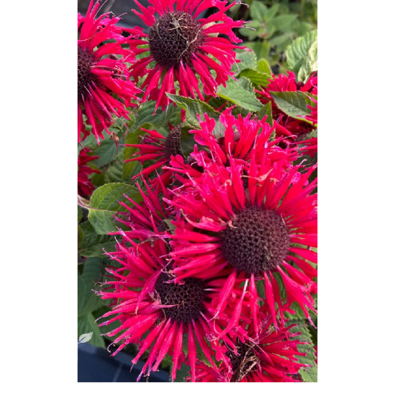 Pysznogłówka - Monarda ‘Bee Happy’