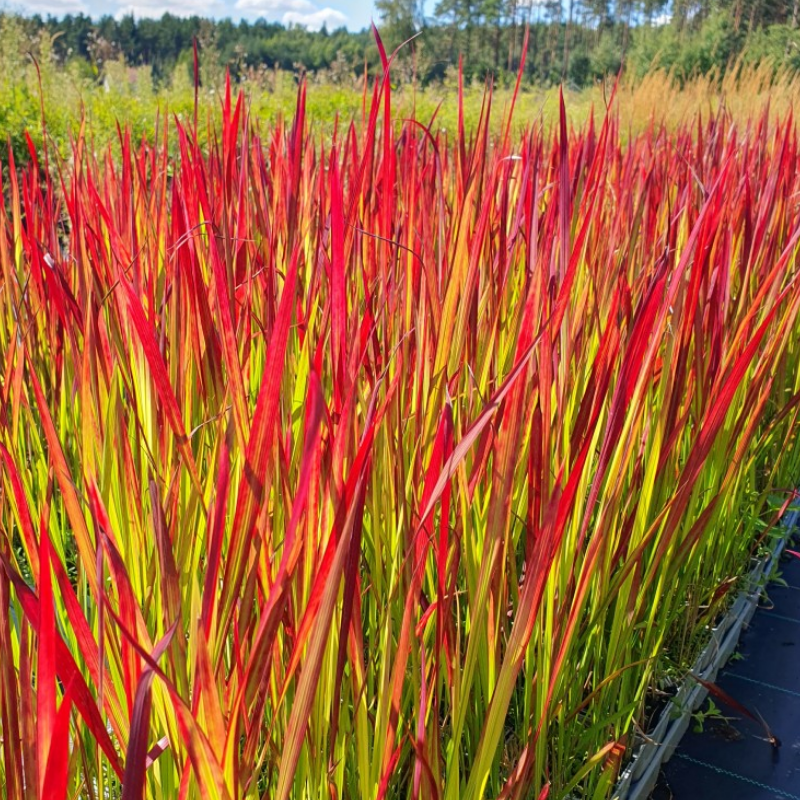 Imperata cylindryczna Red Baron — trawa o czerwonych liściach