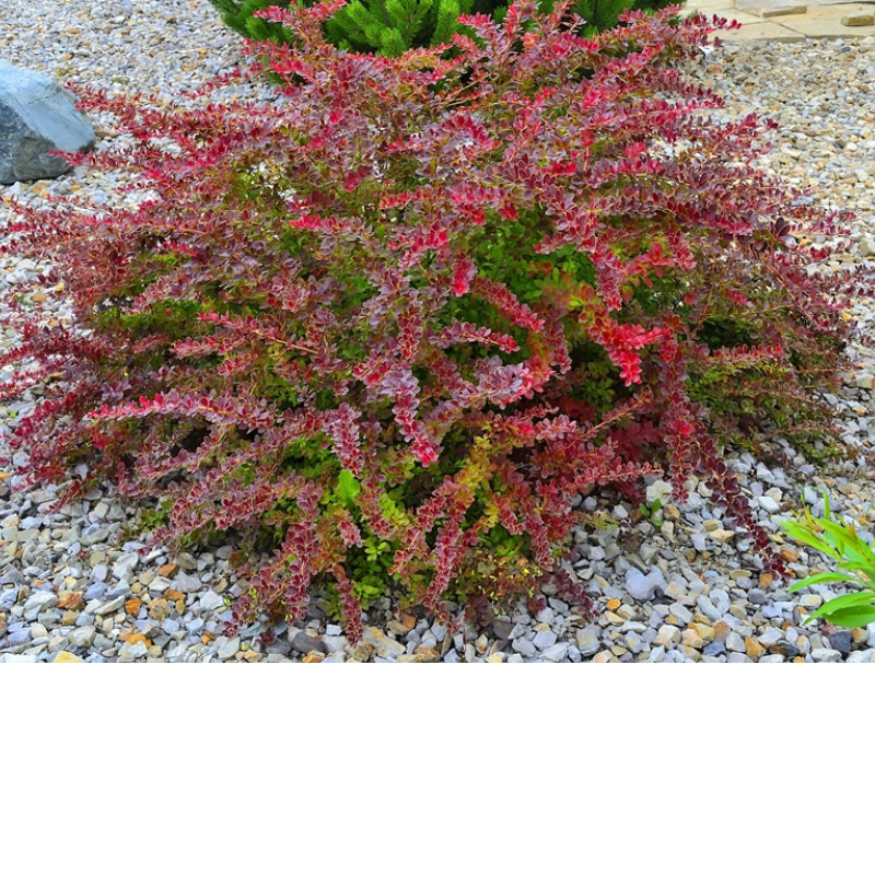 Berberys Thunberga - Berberis thunbergii 'Golden Ring'