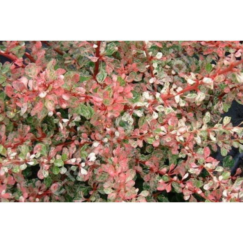 Berberys Thunberga - Berberis thunbergii 'Starburst'(R)