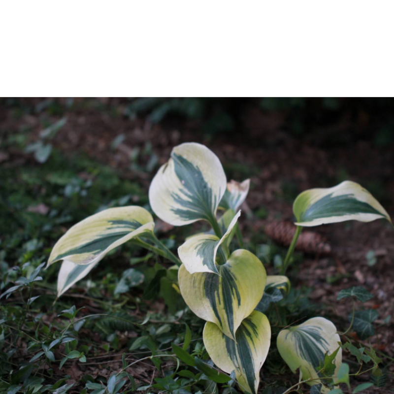Funkia (Hosta) 'Autumn Frost'