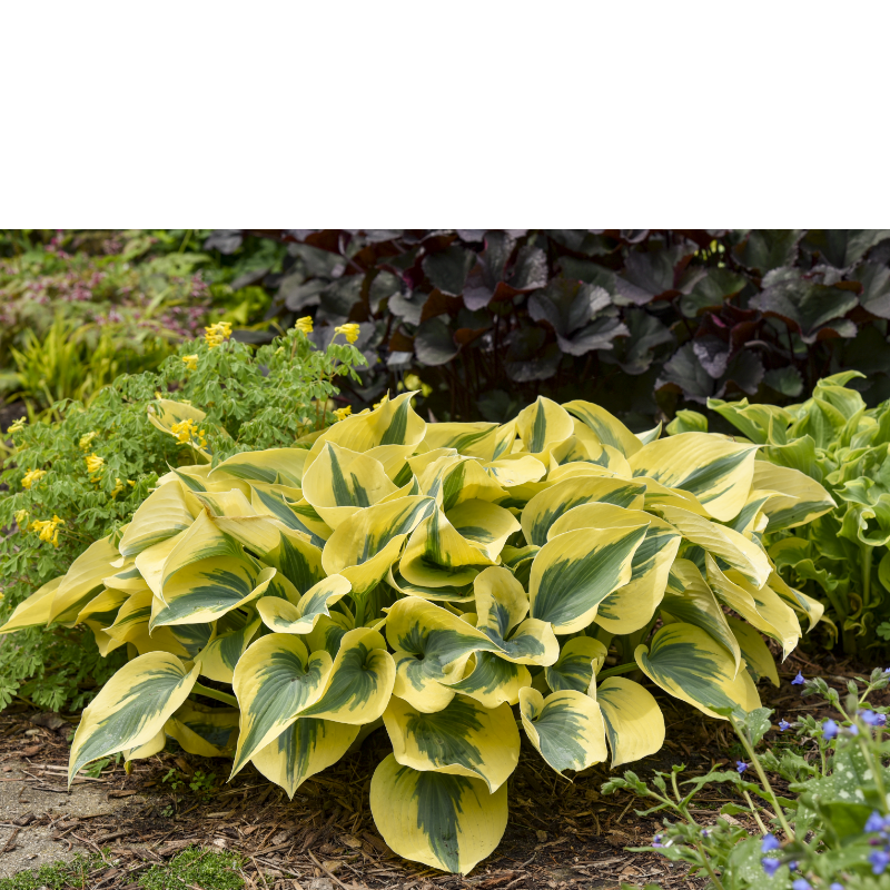 Funkia (Hosta) 'Autumn Frost'