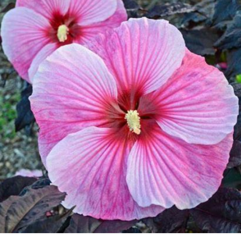 Hibiskus bylinowy ‘Starry Night’