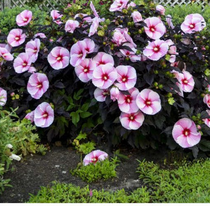 Hibiskus bylinowy ‘Starry Night’
