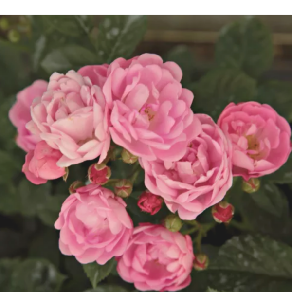 Róża polyantha - różowa