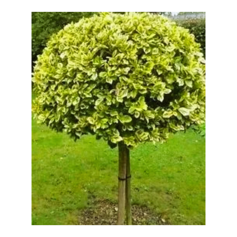 Trzmielina na pniu 'Emerald'n Gold'