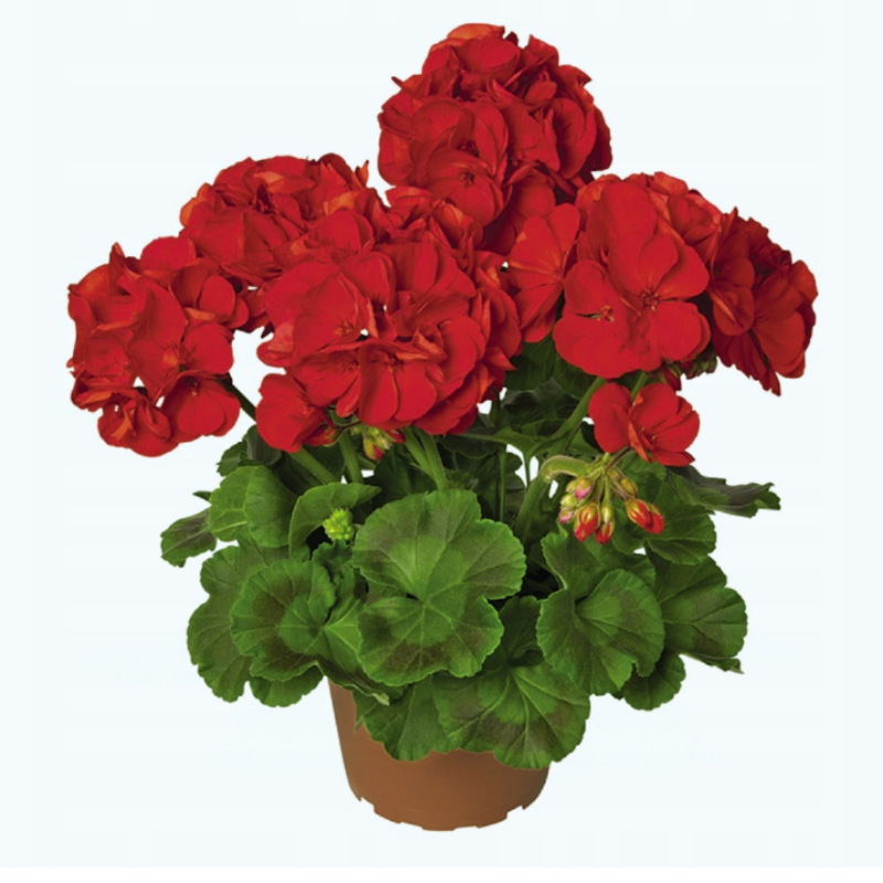Pelargonia