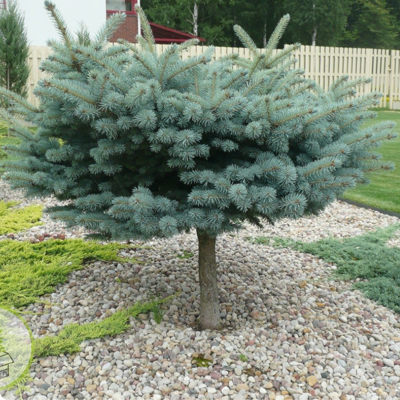 Świerk Glauca Globosa