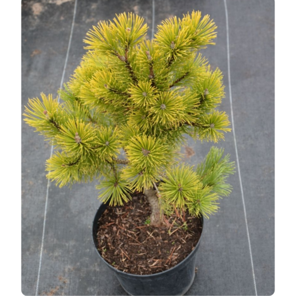 Sosna górska 'Wintergold'