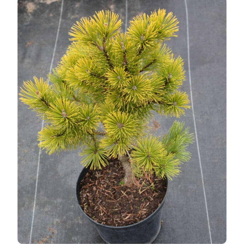 Sosna górska 'Wintergold'
