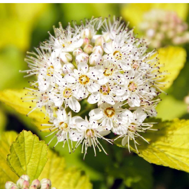 Pęcherznica kalinolistna - Physocarpus opulifolius 'Dart's Gold'