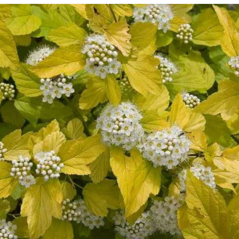 Pęcherznica kalinolistna - Physocarpus opulifolius 'Dart's Gold'