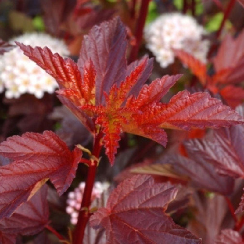 Pęcherznica kalinolistna - Physocarpus opulifolius 'Diable D'or'