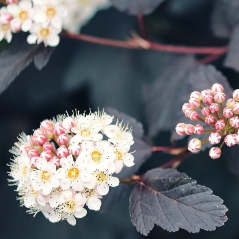 Pęcherznica kalinolistna - Physocarpus opulifolius 'Diable D'or'