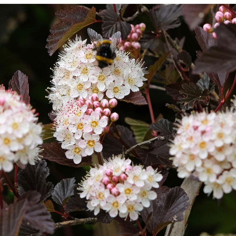 Pęcherznica kalinolistna - Physocarpus opulifolius 'Diable D'or'