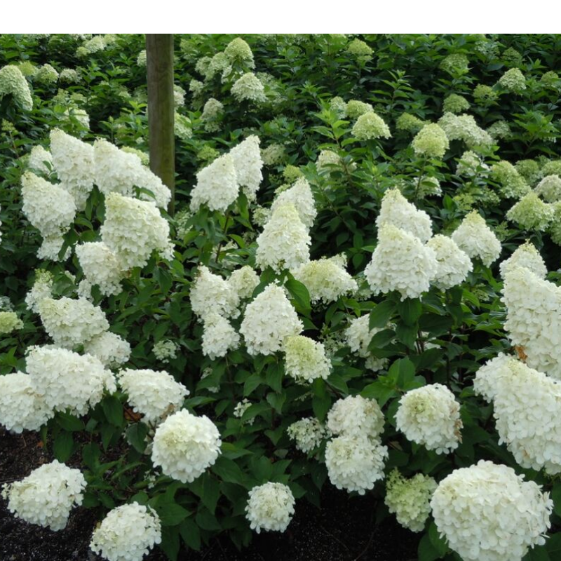 Hortensja bukietowa - Hydrangea paniculata 'Polar Bear'(R)