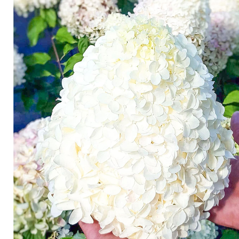 Hortensja bukietowa - Hydrangea paniculata 'Polar Bear'(R)