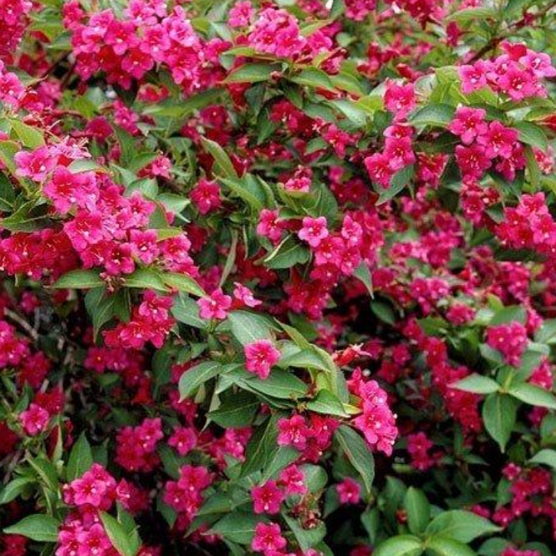 Krzewuszka - Weigela 'Bristol Ruby'