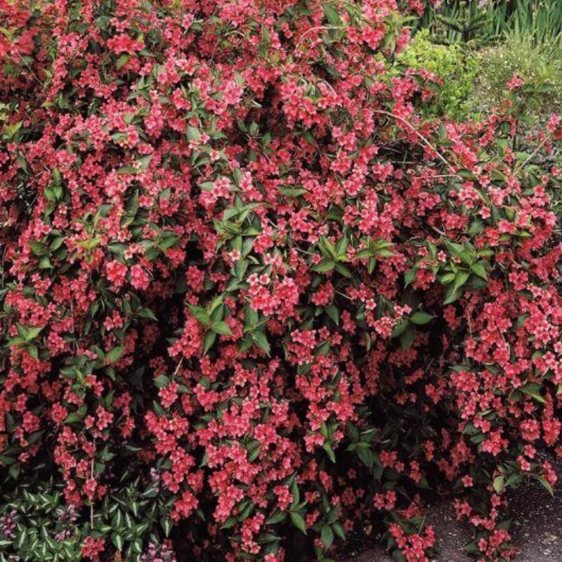 Krzewuszka - Weigela 'Bristol Ruby'