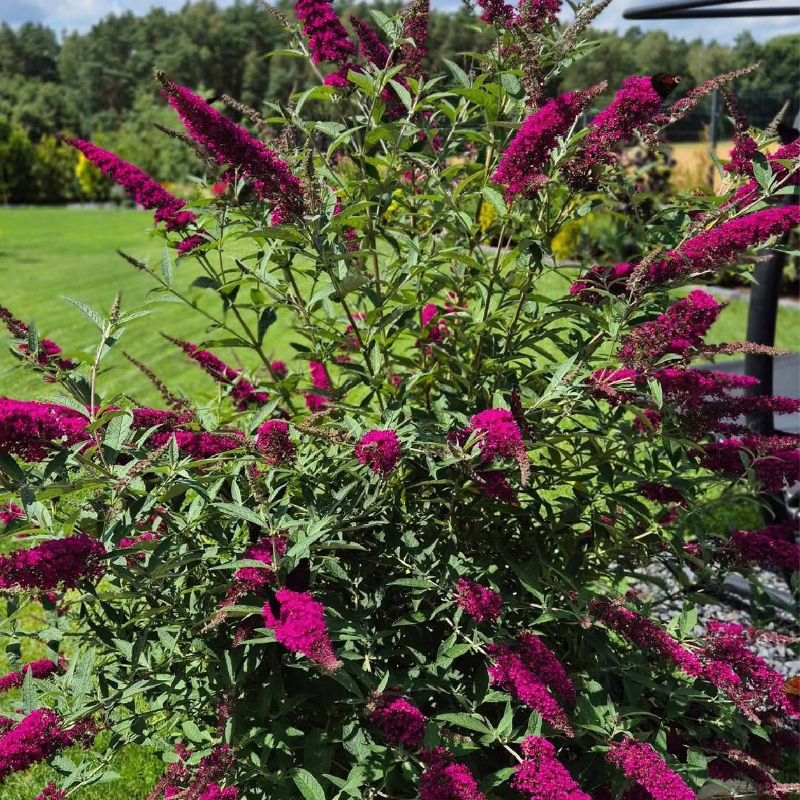 Budleja Dawida - Buddleja davidii 'Royal Red'