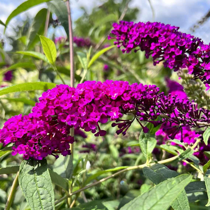 Budleja Dawida - Buddleja davidii 'Royal Red'