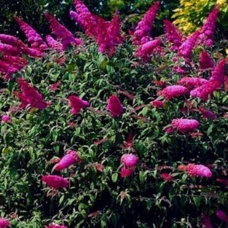 Budleja Dawida - Buddleja davidii 'Royal Red'