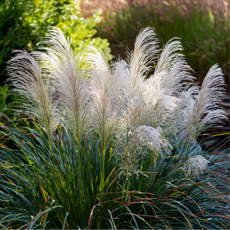 Miskant chiński- Miscanthus sinensis 'Graziella'