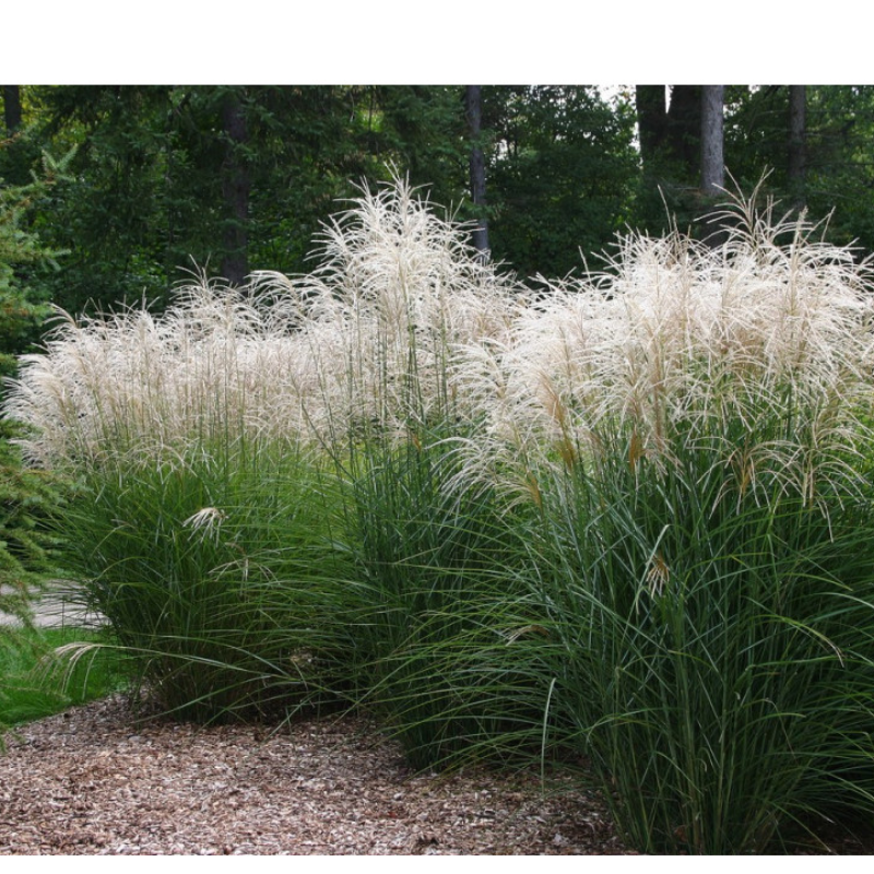 Miskant chiński- Miscanthus sinensis 'Graziella'