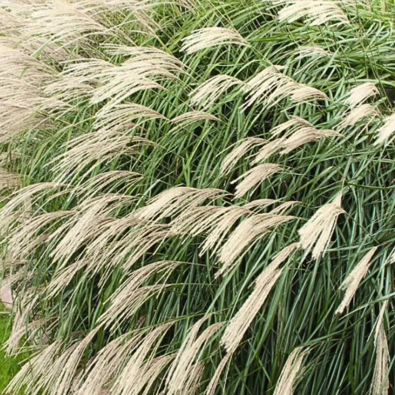 Miskant chiński -Miscanthus sinensis 'Silberfeder'