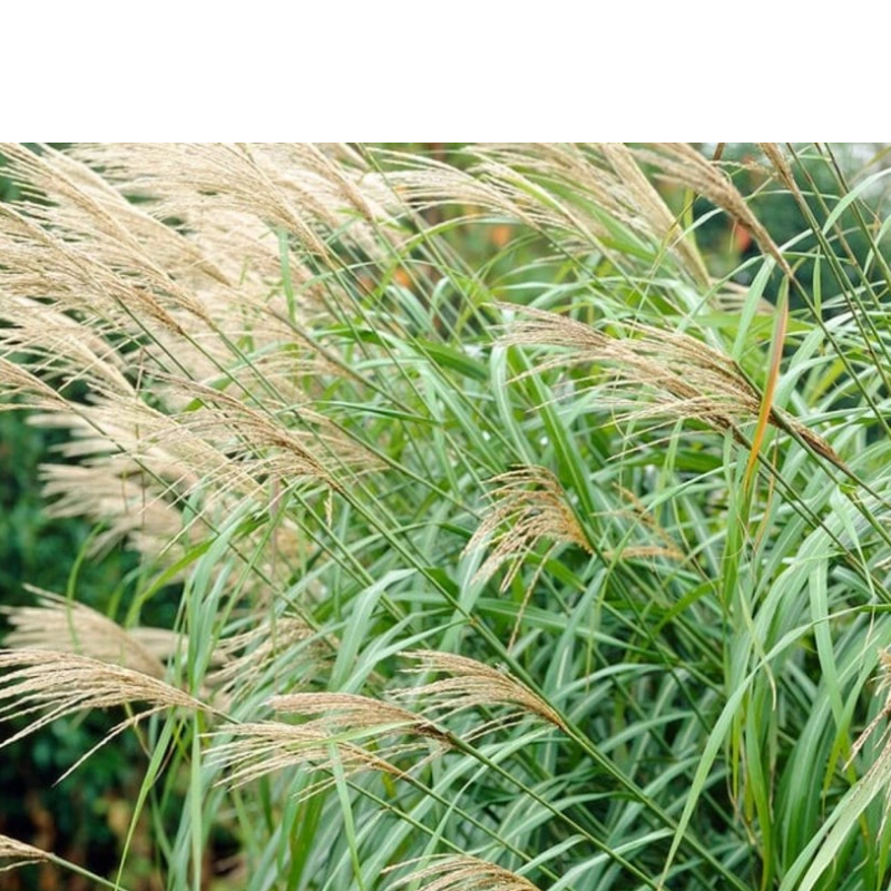 Miskant chiński -Miscanthus sinensis 'Silberfeder'