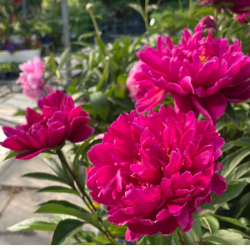 Piwonia chińska - Paeonia lactiflora 'Adolphe Rousseau'