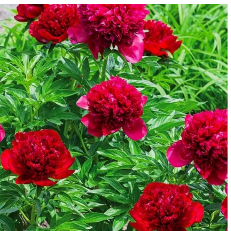 Piwonia chińska - Paeonia lactiflora 'Adolphe Rousseau'
