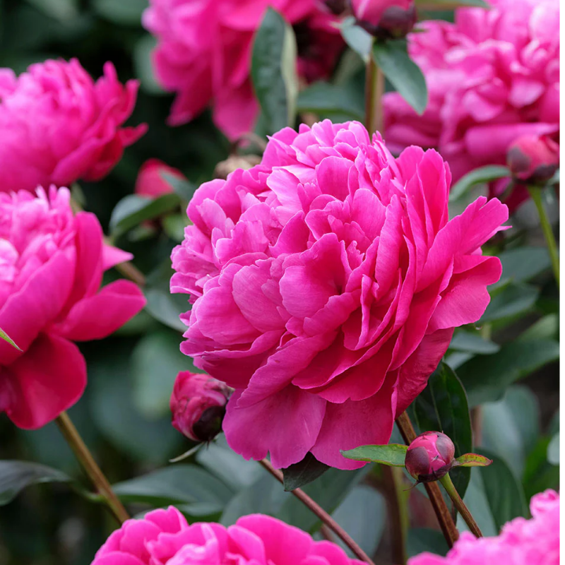 Piwonia 'Red Sarah Bernhardt' – Paeonia lactiflora