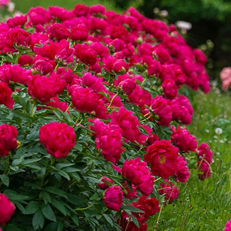 Piwonia 'Red Sarah Bernhardt' – Paeonia lactiflora