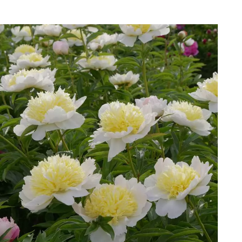 Piwonia chińska - Paeonia lactiflora 'Honey Gold'