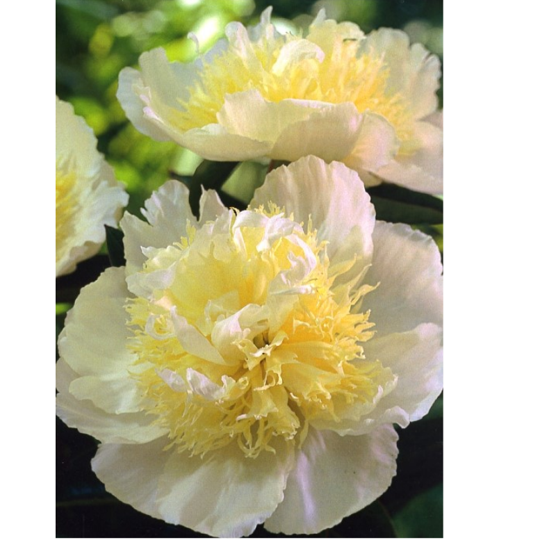 Piwonia chińska - Paeonia lactiflora 'Honey Gold'