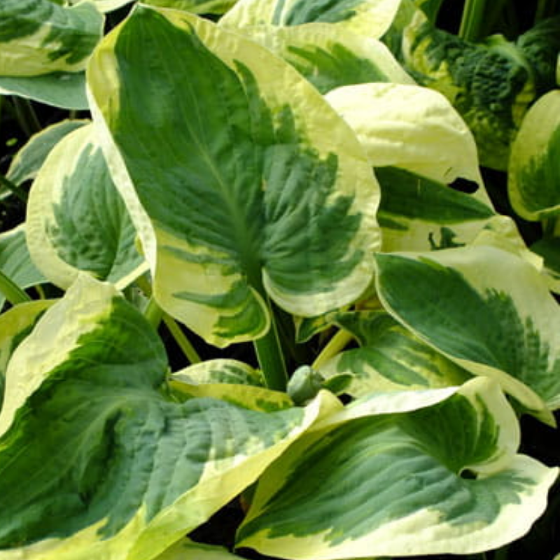 Funkia - Hosta 'Snow Cup'