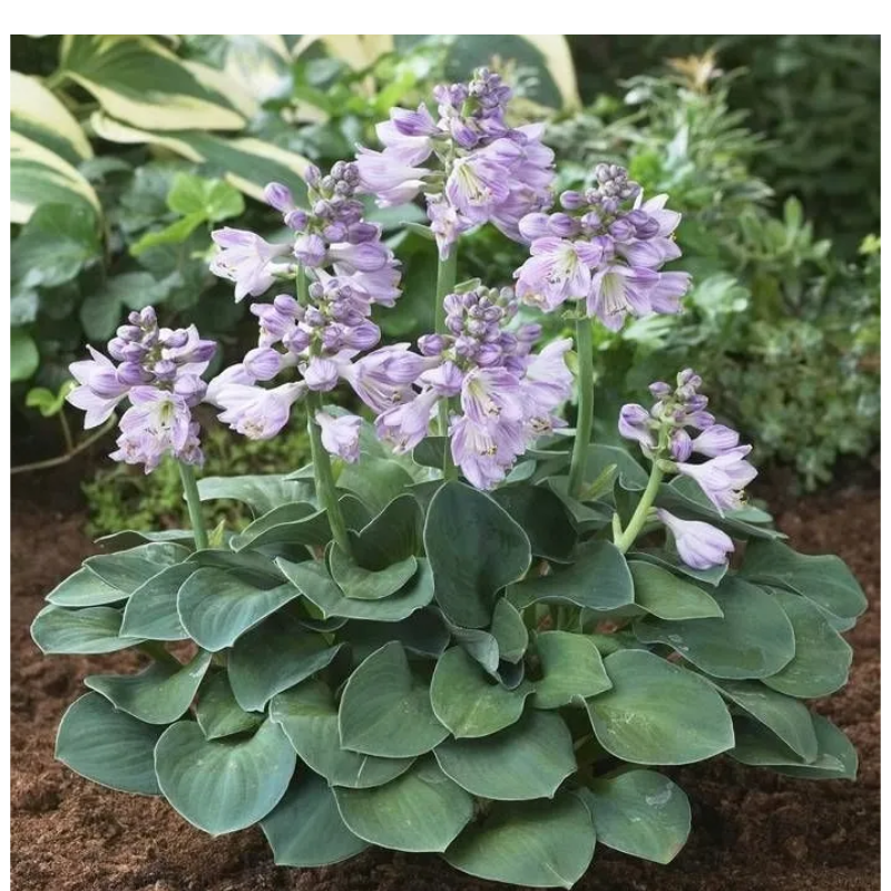 Funkia - Hosta 'Blue Mouse Ears'