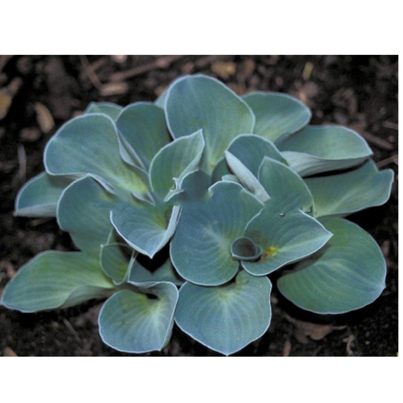 Funkia - Hosta 'Blue Mouse Ears'
