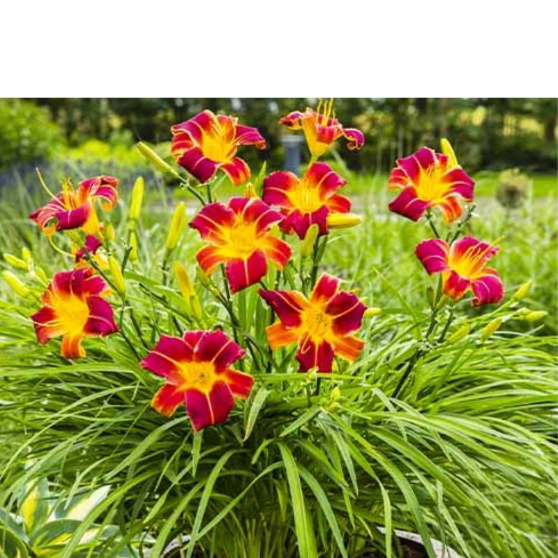 Liliowiec - Hemerocallis 'Autumn Red'