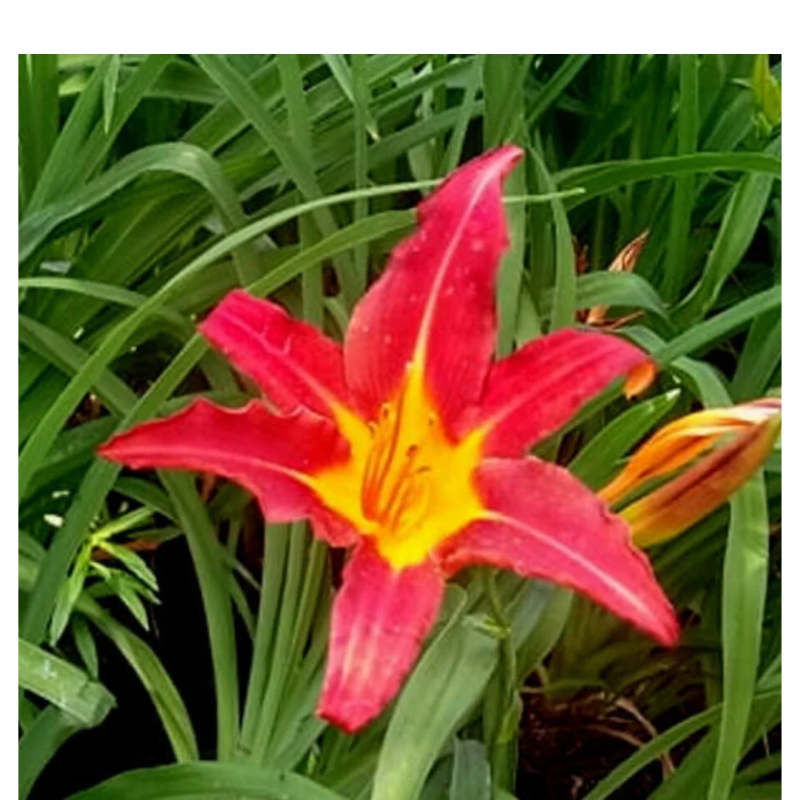 Liliowiec - Hemerocallis 'Autumn Red'