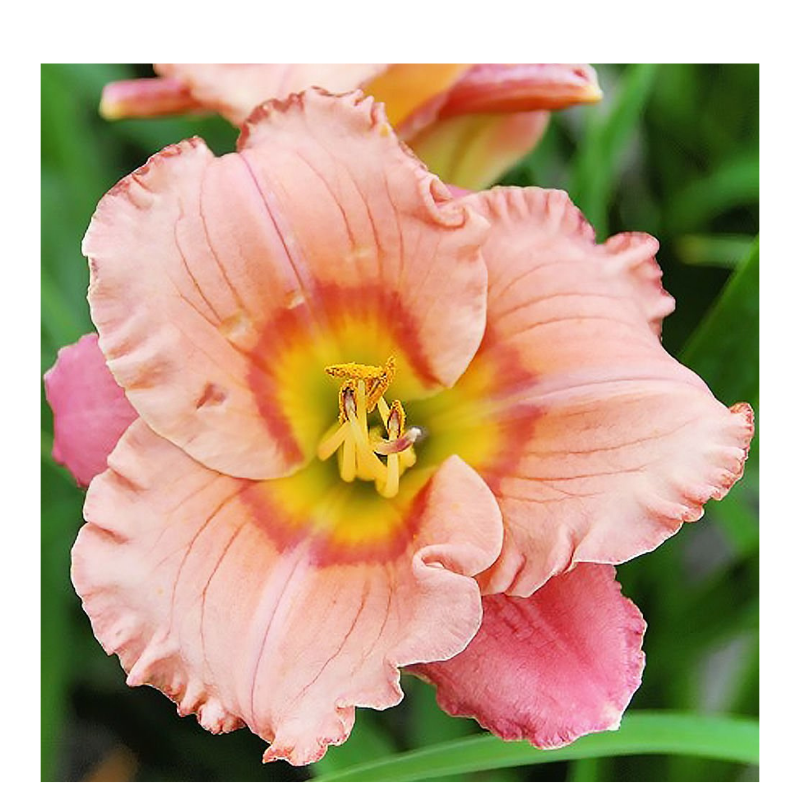 Liliowiec - Hemerocallis 'Elegant Candy'